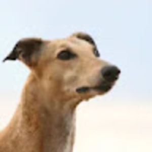 Meet your Posher, Millie